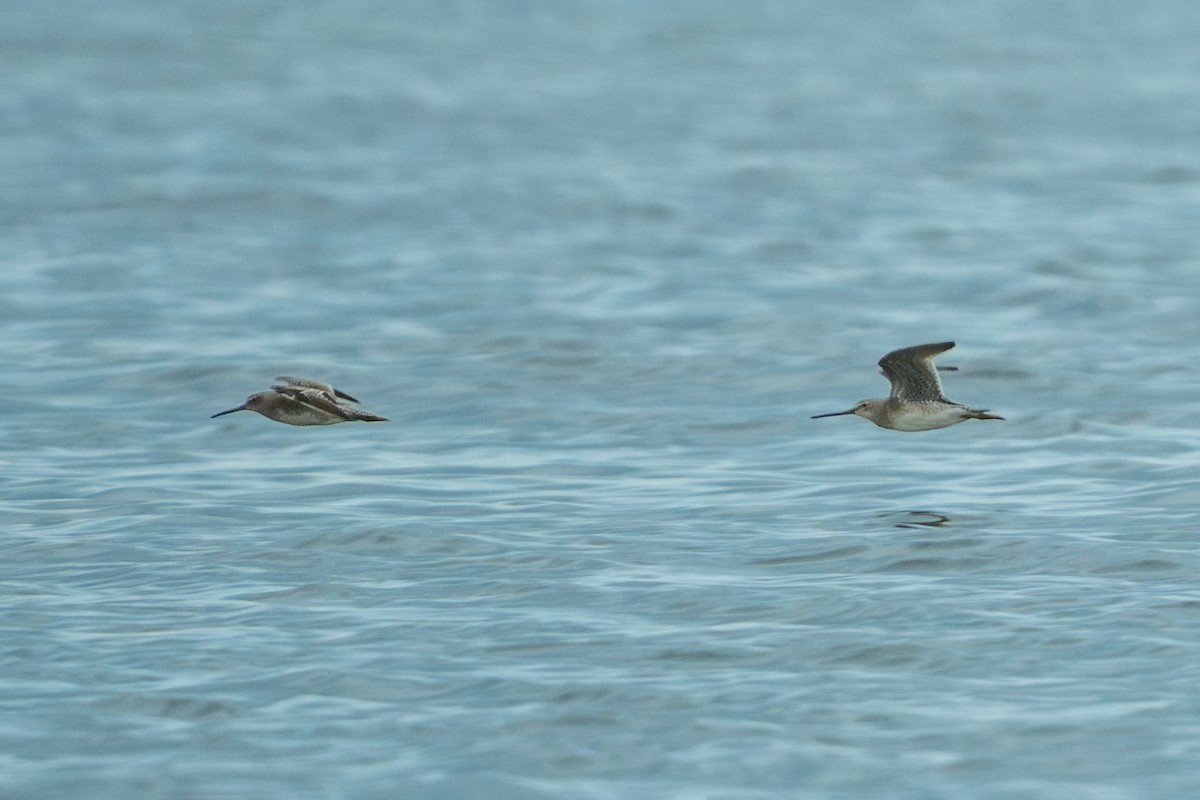 Short-billed Dowitcher - ML646219269