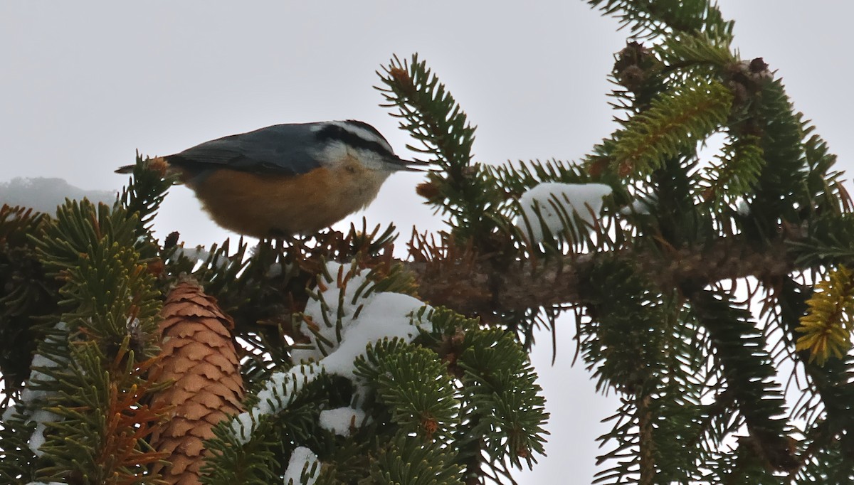 Red-breasted Nuthatch - ML646219328