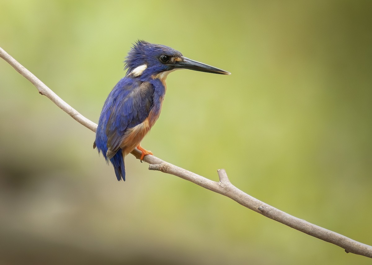 ルリミツユビカワセミ - ML646219347