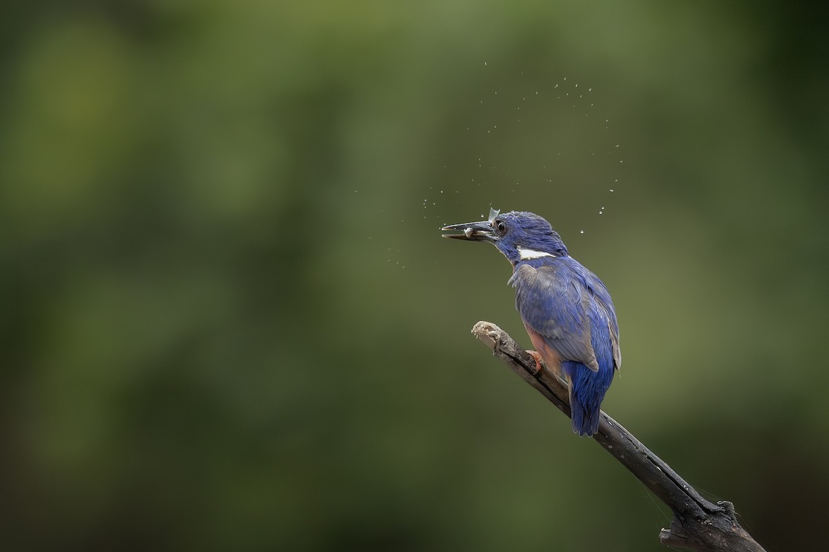 ルリミツユビカワセミ - ML646219348