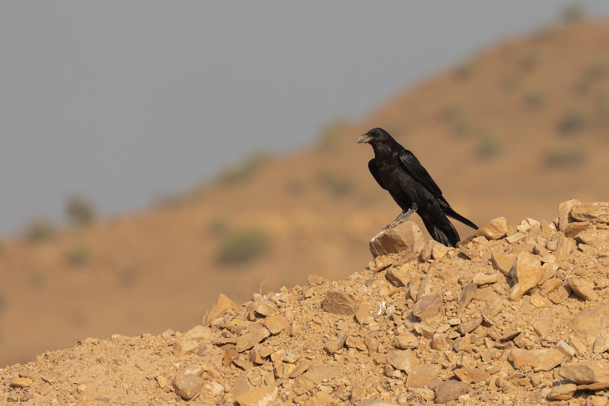 Common Raven - ML646219356