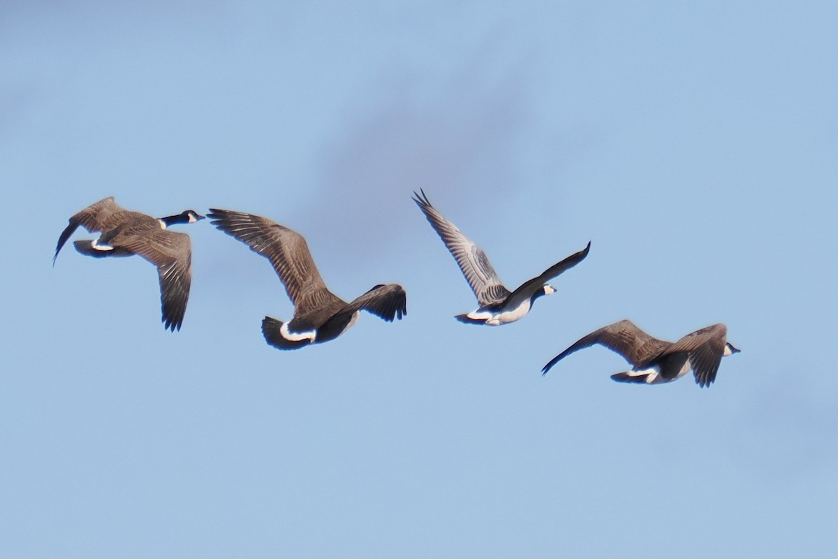 Barnacle Goose - ML646219357