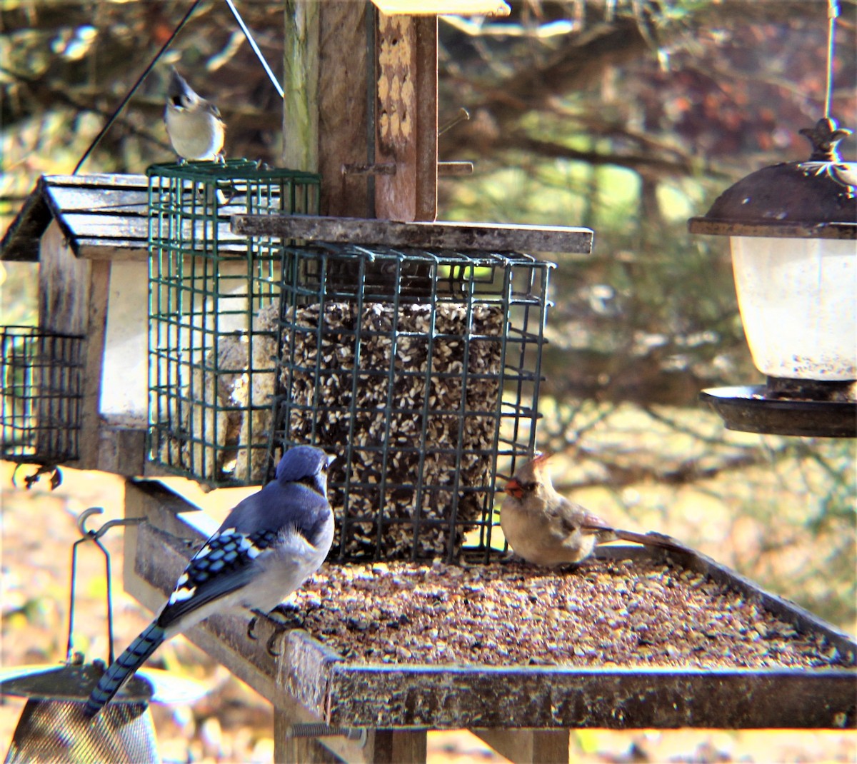 Blue Jay - ML646219362