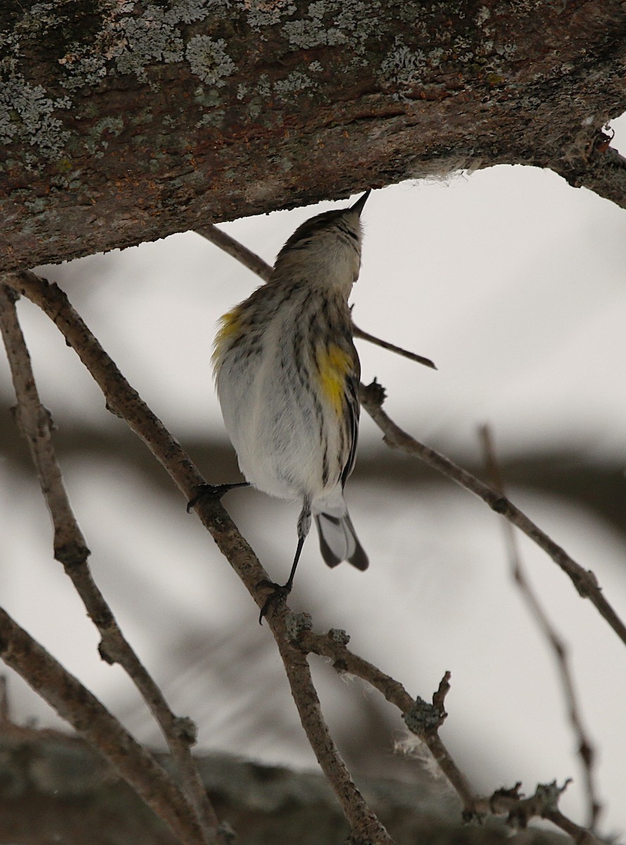 Yellow-rumped Warbler - ML646219363