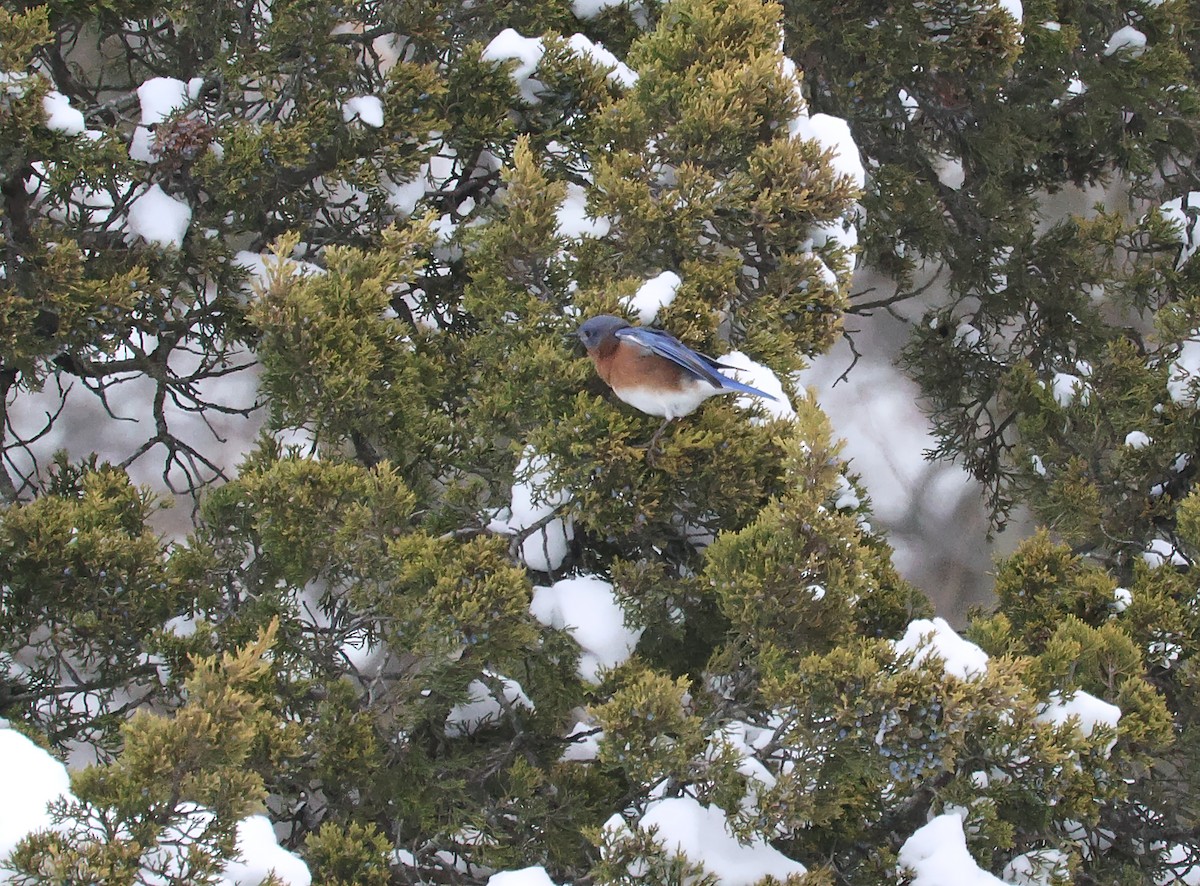 Блакитник східний - ML646219364