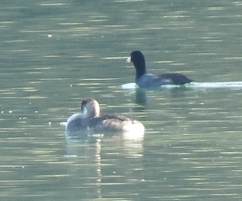 Red-necked Grebe - ML646219366
