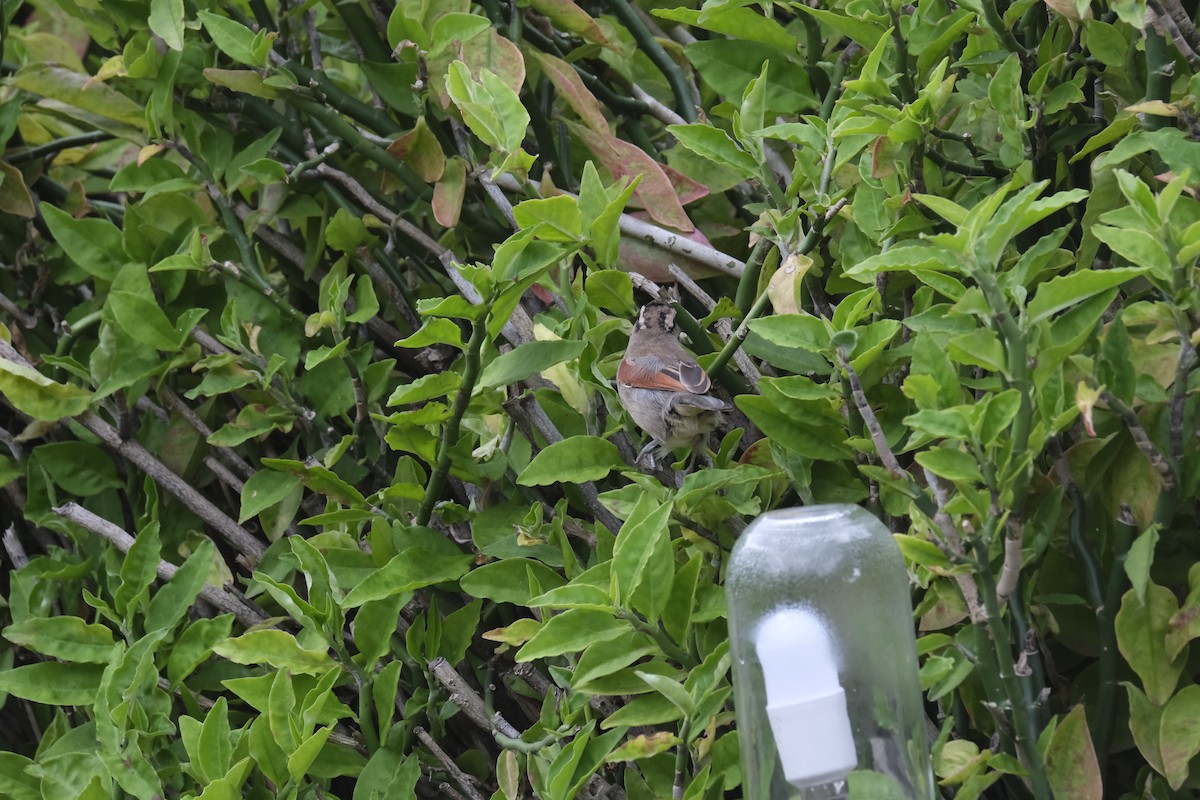 Brown-crowned Tchagra - ML646219370
