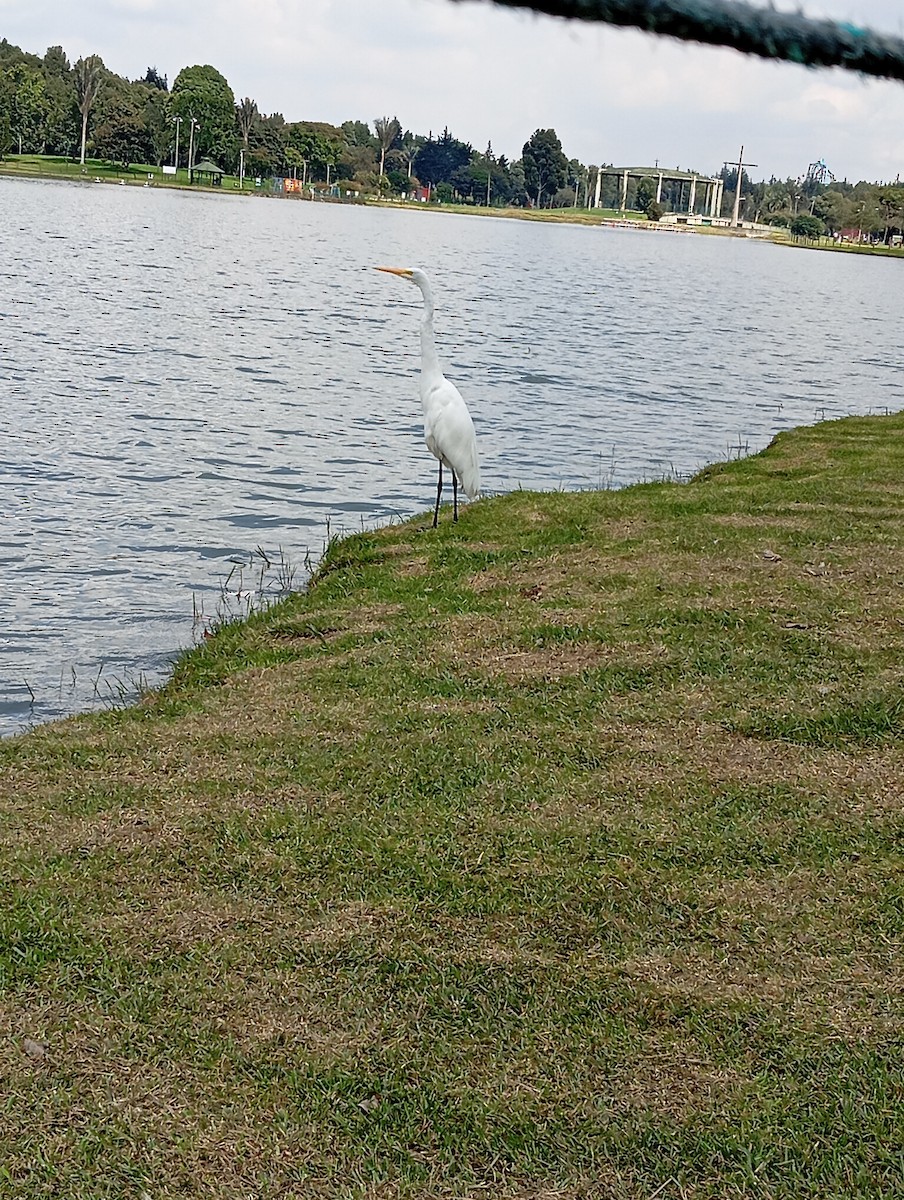 Koartza zuria - ML646219371