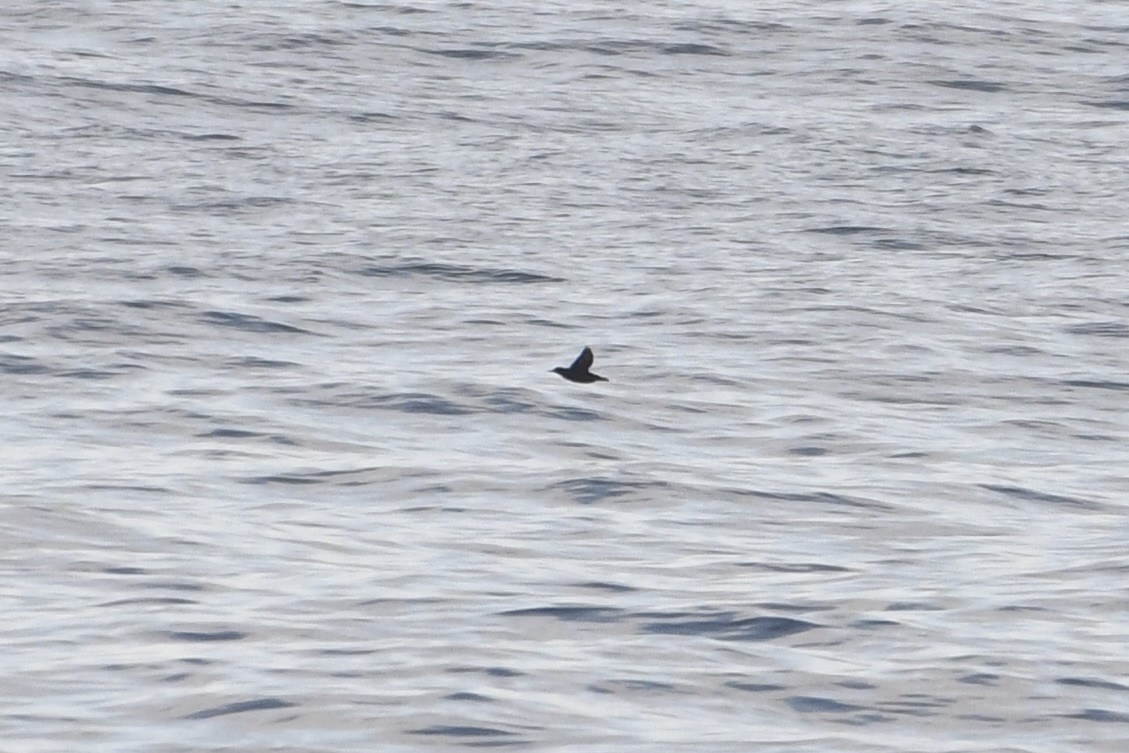 Pigeon Guillemot - ML646219378