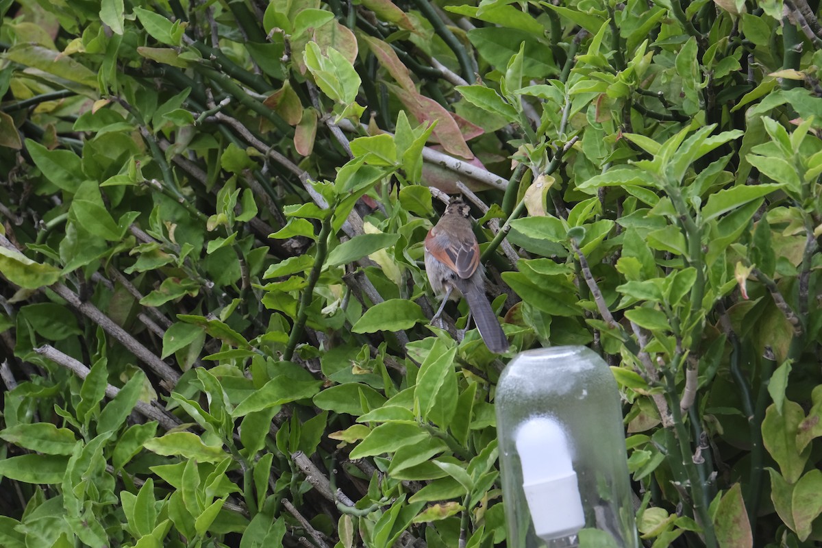 Brown-crowned Tchagra - ML646219379