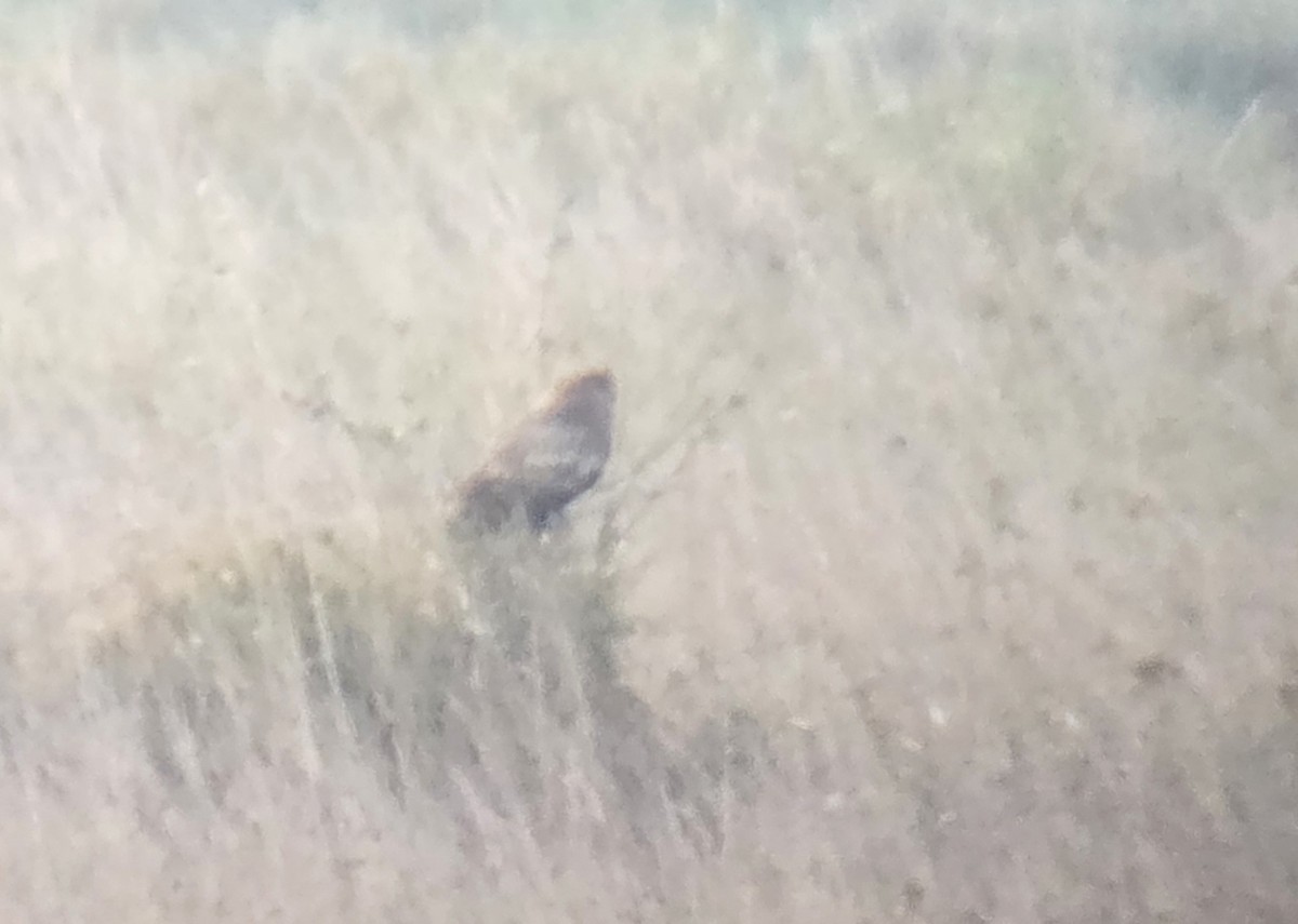 Сова африканська - ML646219380