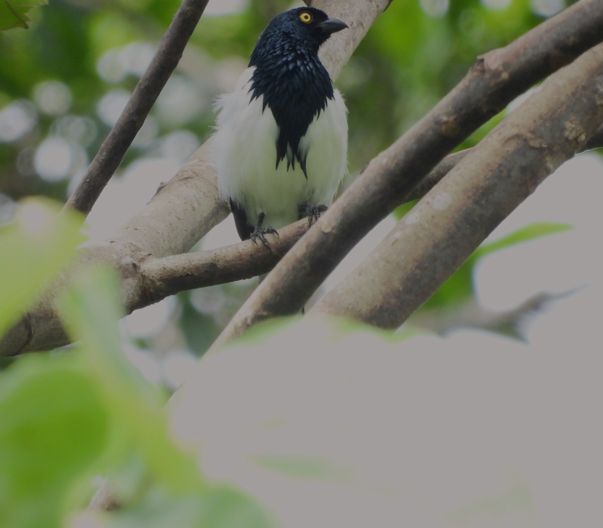 カササギフウキンチョウ - ML646219381