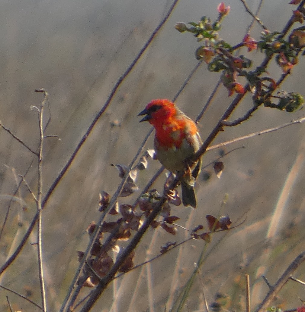 Red Fody - ML646219382