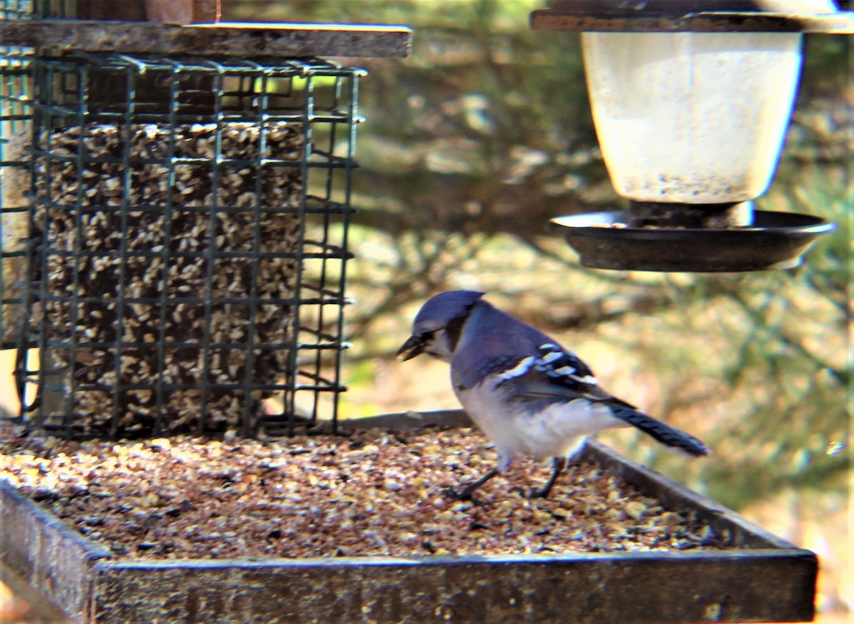 Blue Jay - ML646219385