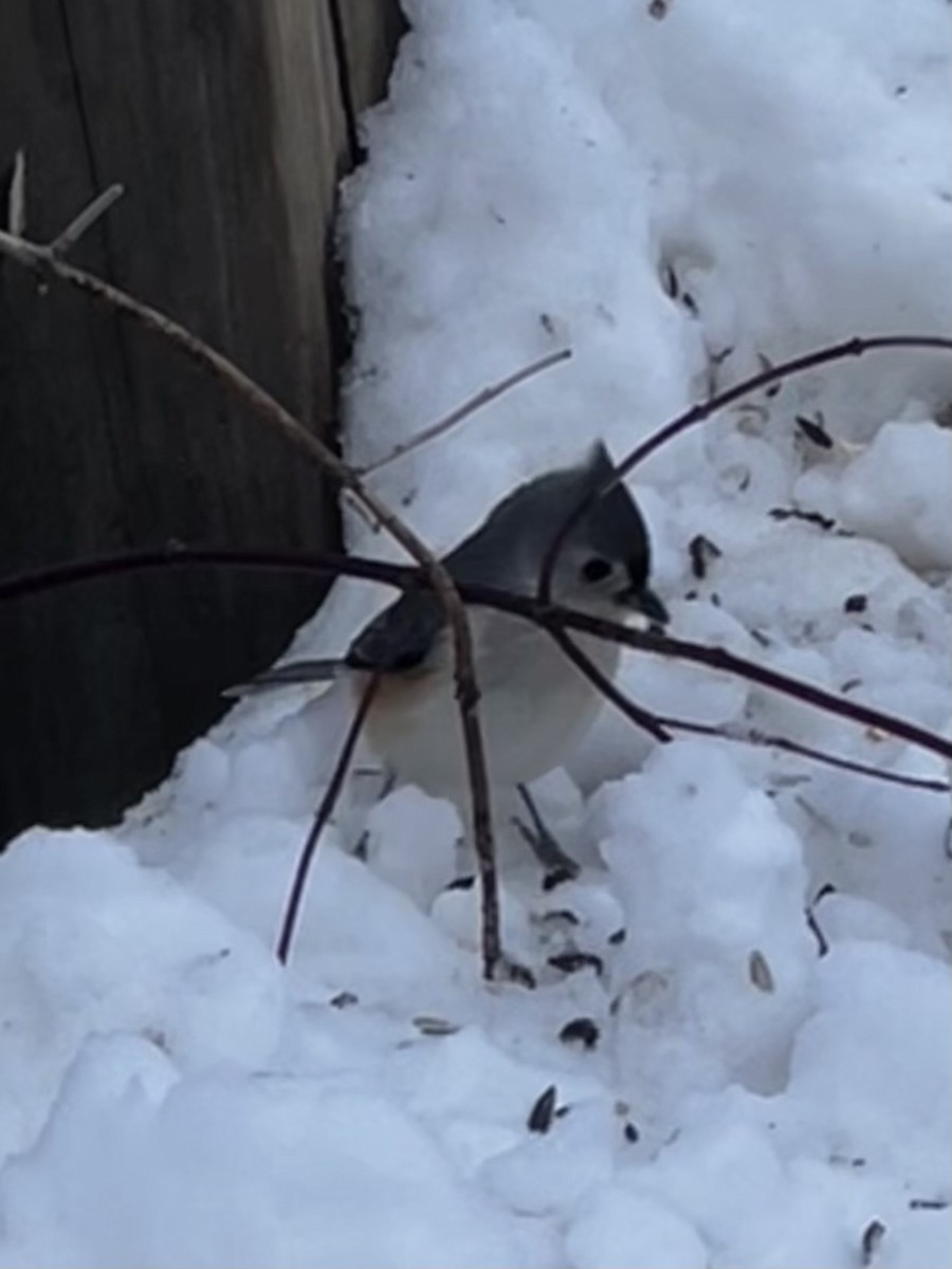 Herrerillo Bicolor - ML646219387