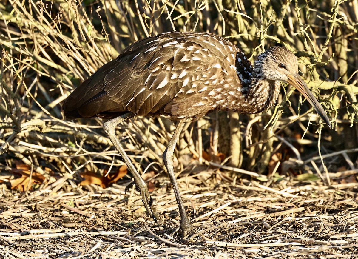 Carrao - ML646219390