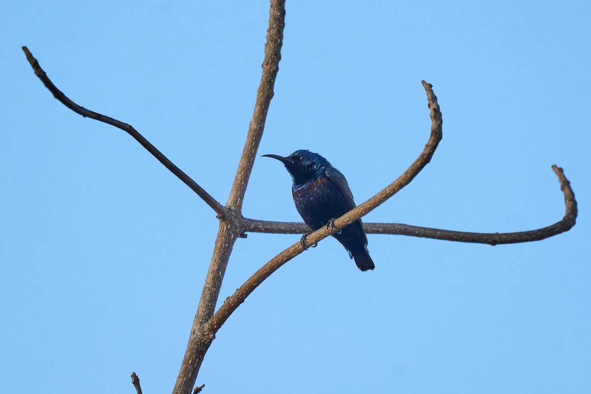 Suimanga Asiático - ML646219391