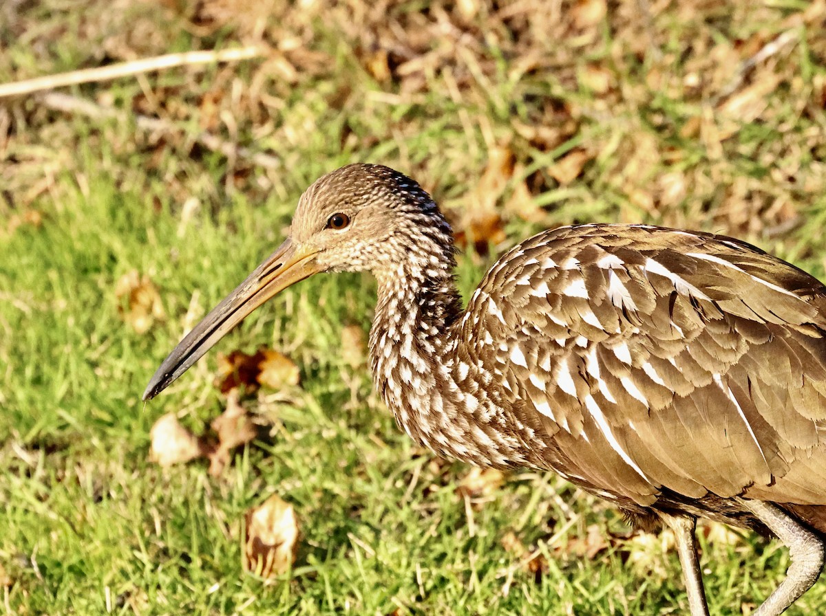 Carrao - ML646219392
