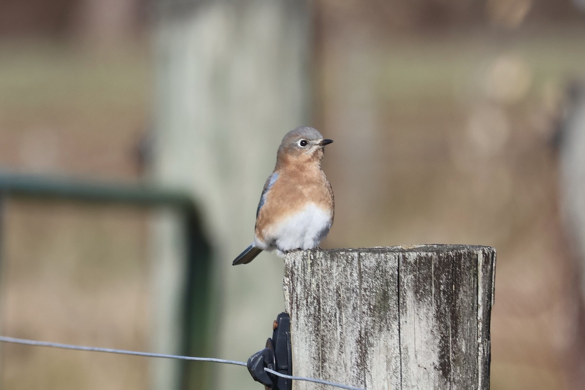 Azulejo Oriental - ML646219393