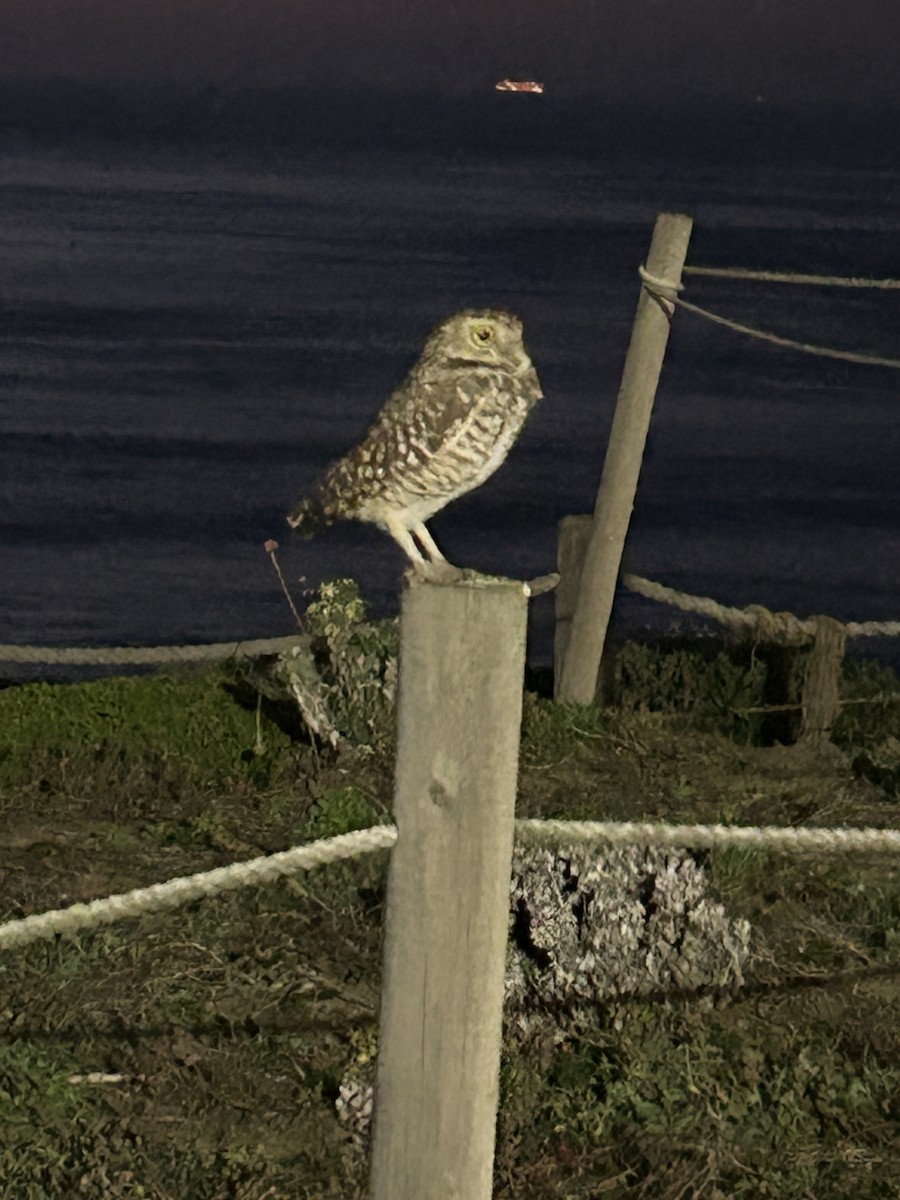 Mochuelo de Madriguera - ML646219394