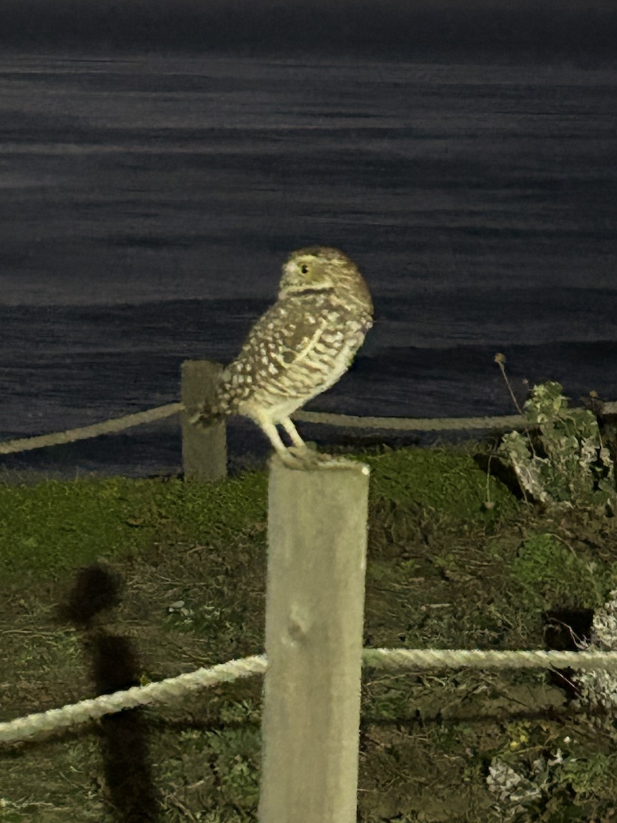 Mochuelo de Madriguera - ML646219395