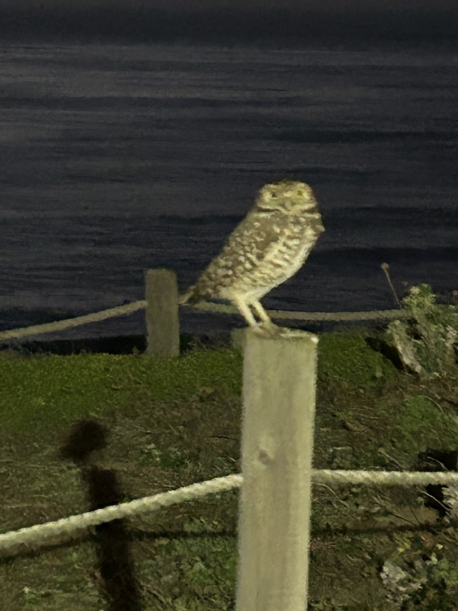 Mochuelo de Madriguera - ML646219396