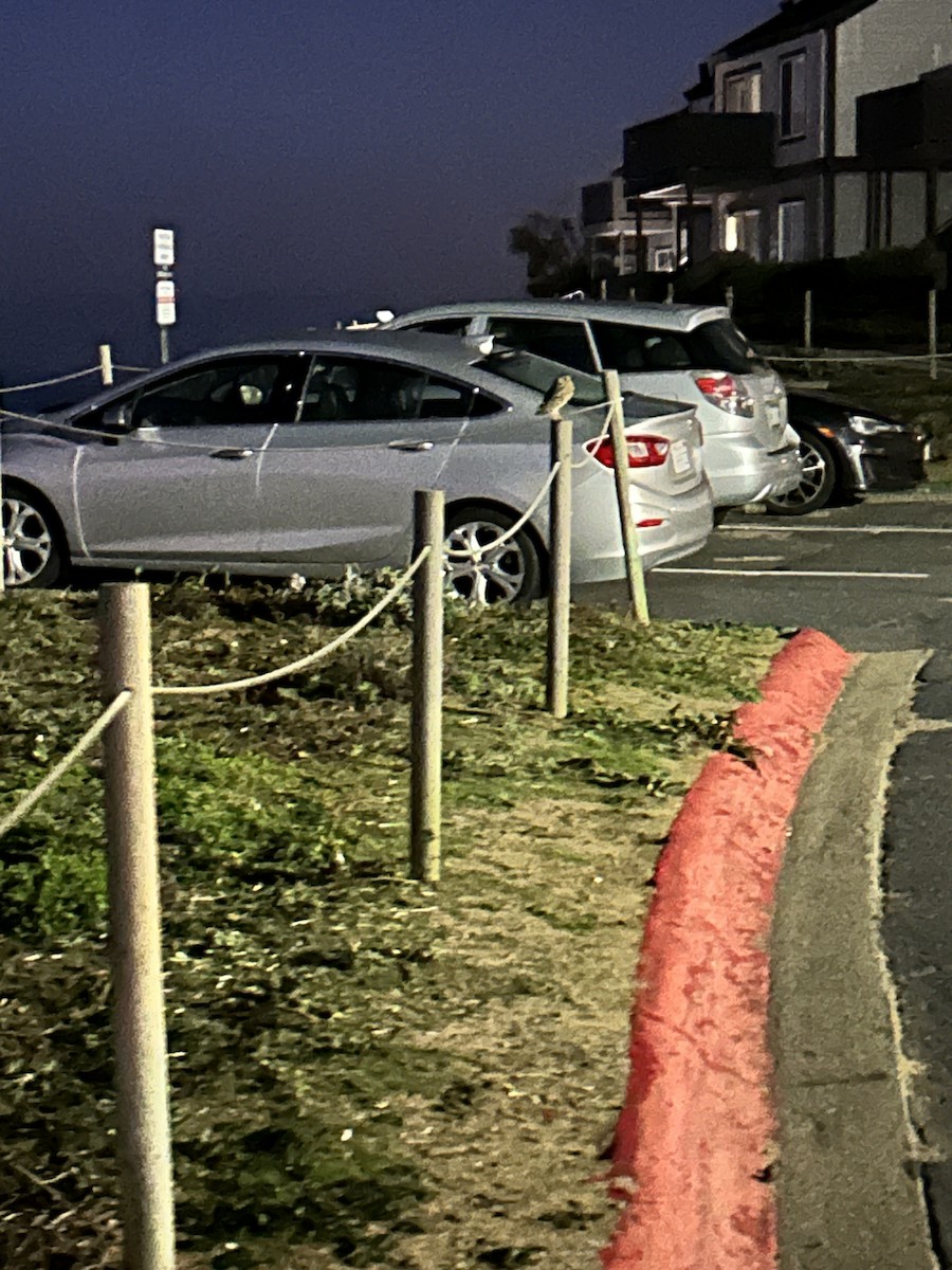 Mochuelo de Madriguera - ML646219397