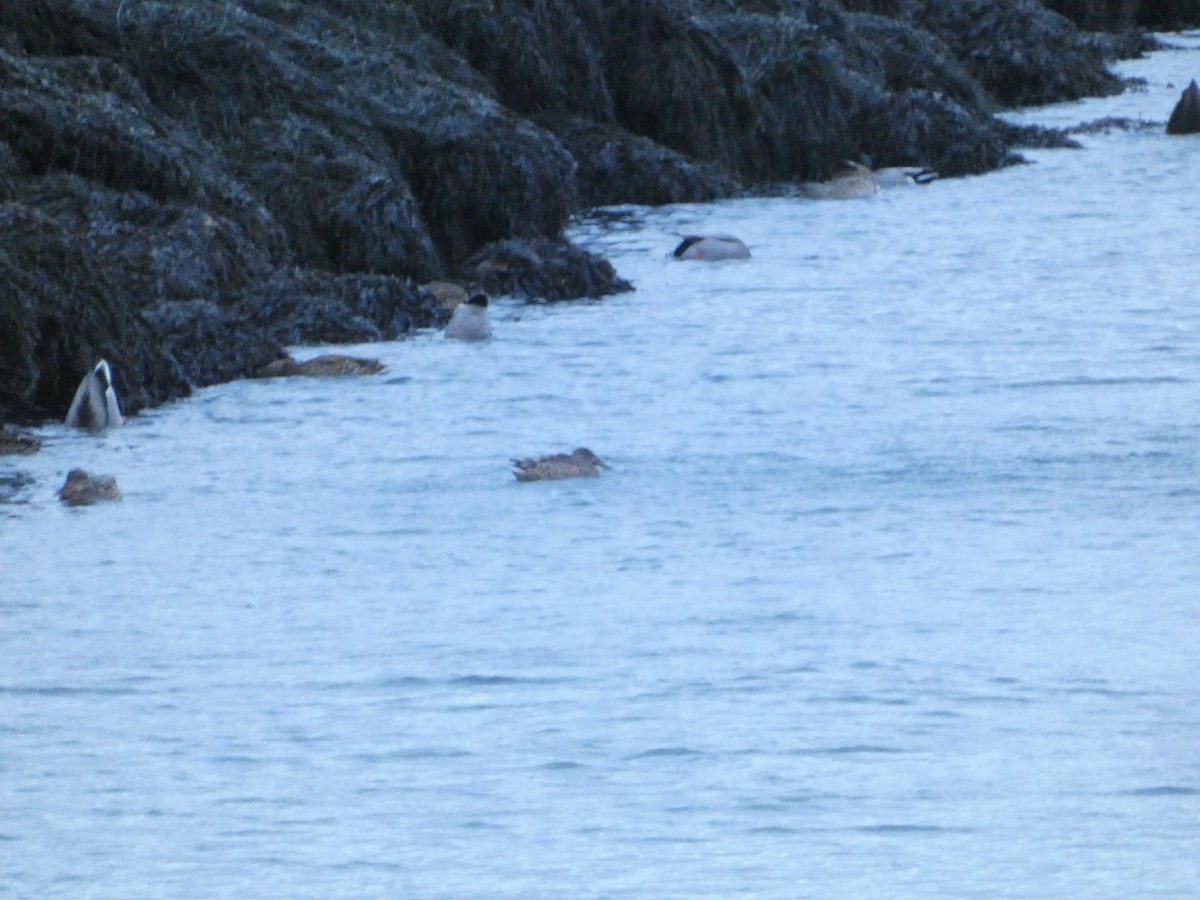 Northern Shoveler - ML646219398