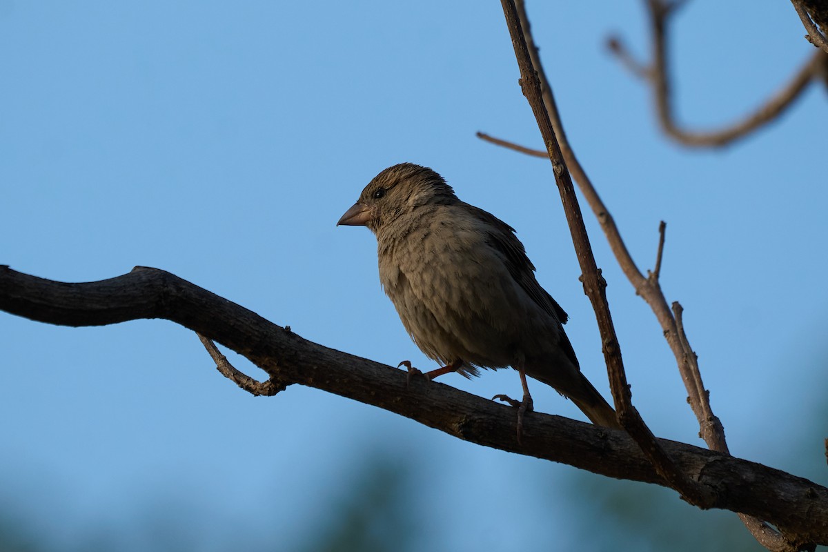 Gorrión Común - ML646219399