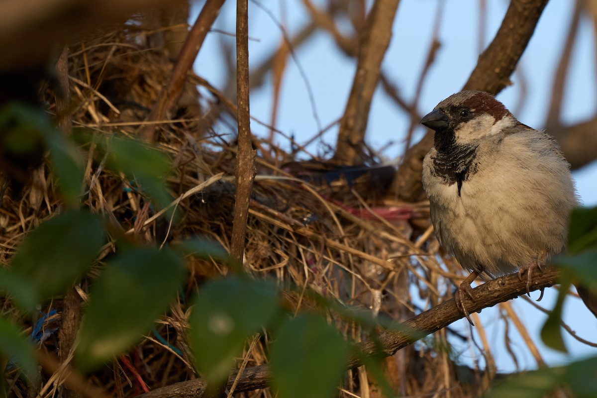 Gorrión Común - ML646219400