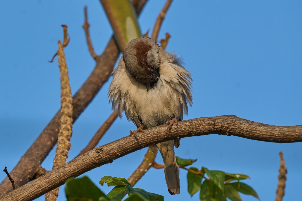 Gorrión Común - ML646219401