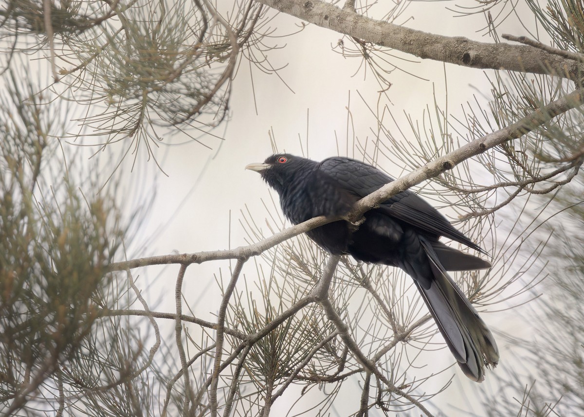 Koel Oriental (cyanochephalus/subcyanocephalus) - ML646219402