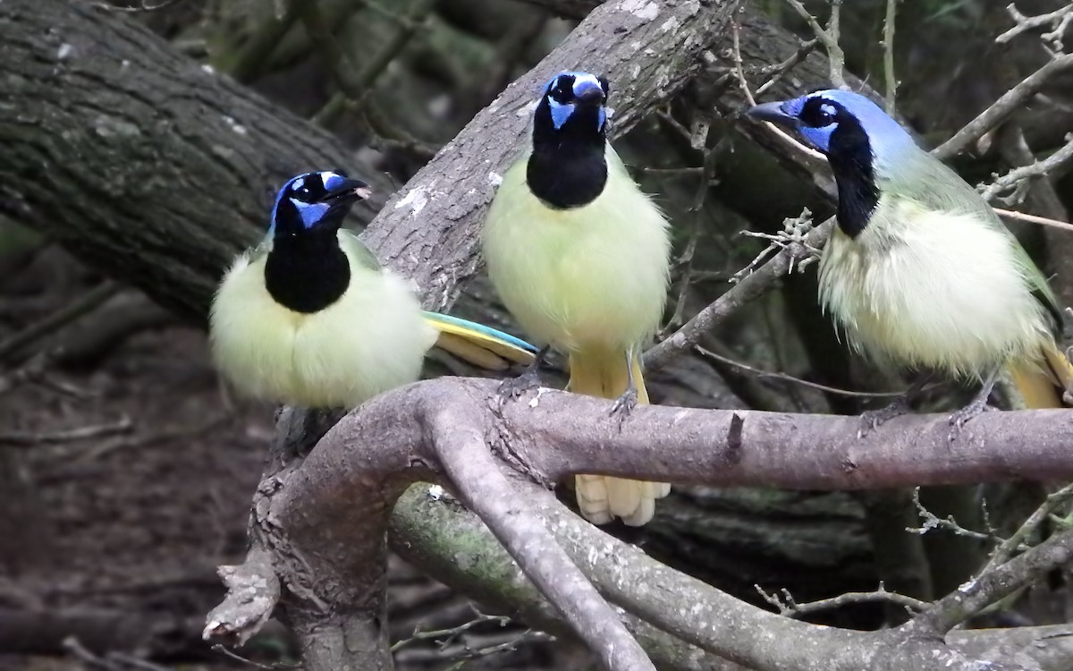 Chara Verde - ML646219403