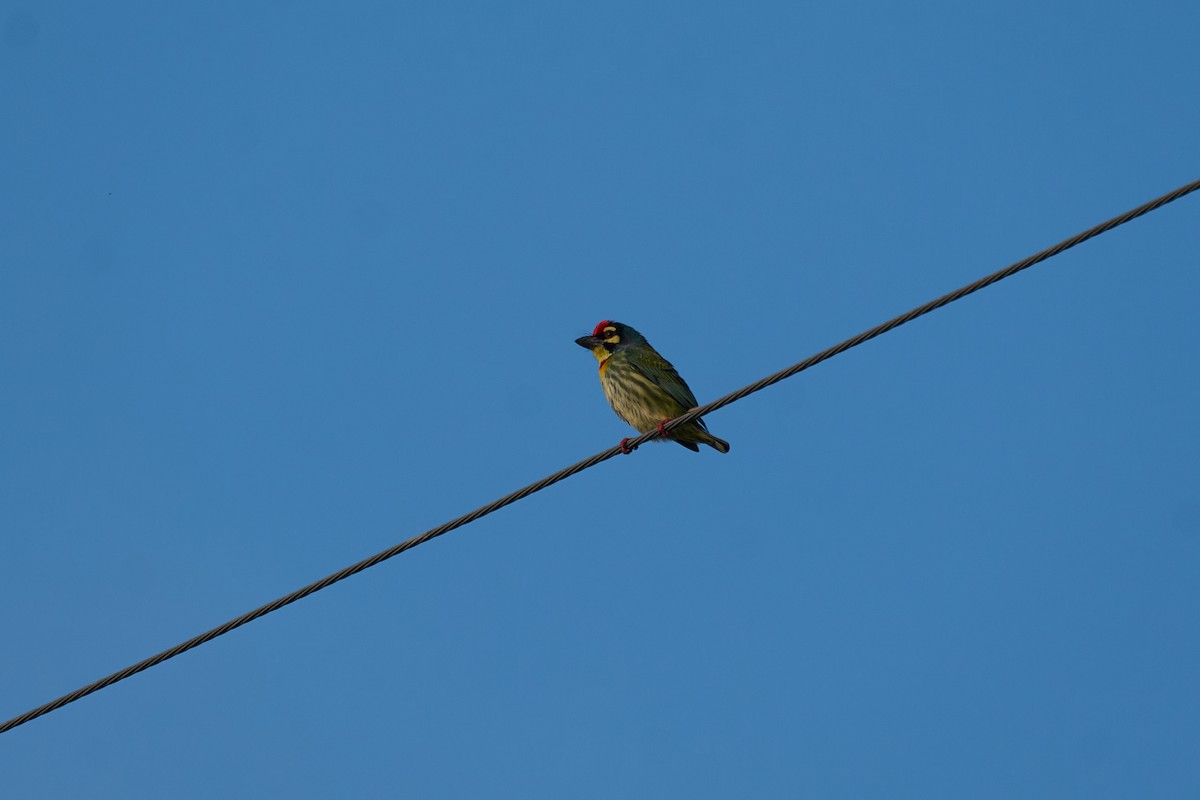 Barbudo Calderero - ML646219404