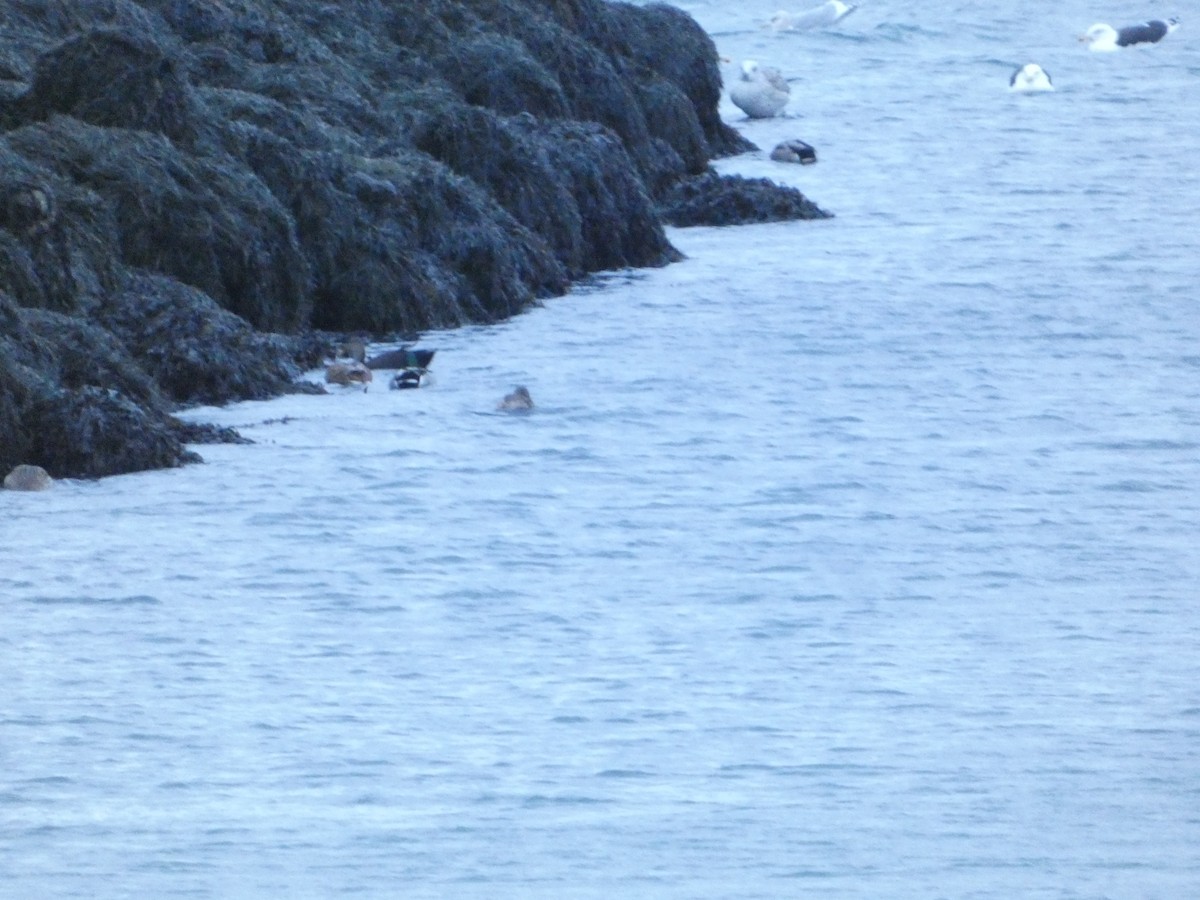 Ánade Azulón - ML646219405