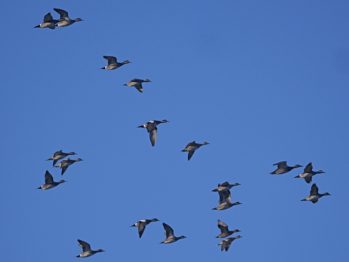 Silbón Americano - ML646219406