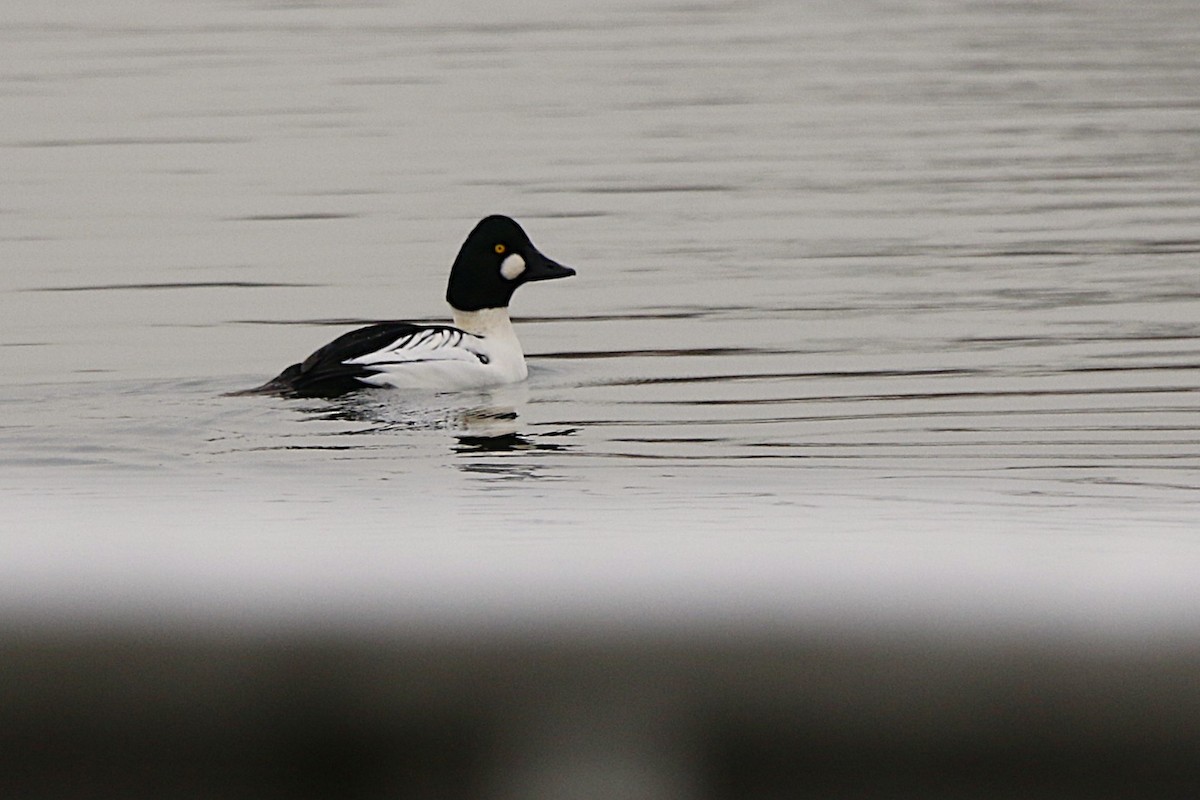 Porrón Osculado - ML646219408