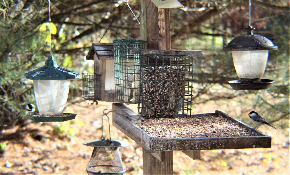 Carbonero de Carolina - ML646219409