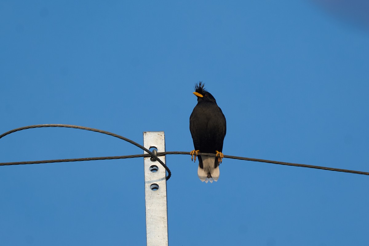 Miná Grande - ML646219411