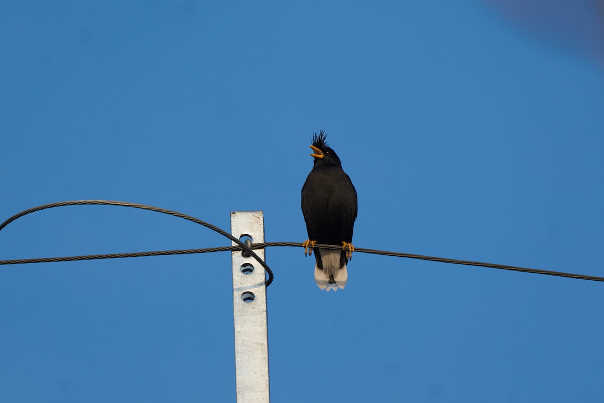 Miná Grande - ML646219412