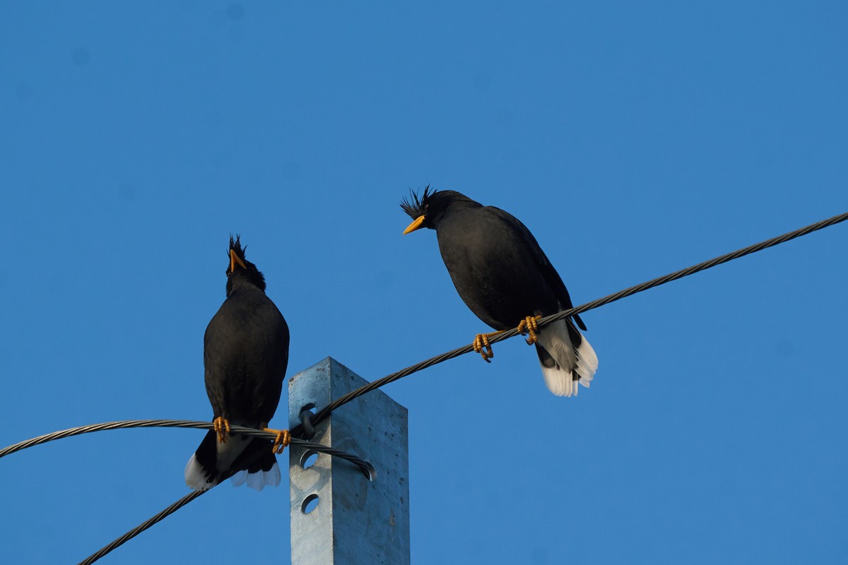 Miná Grande - ML646219413