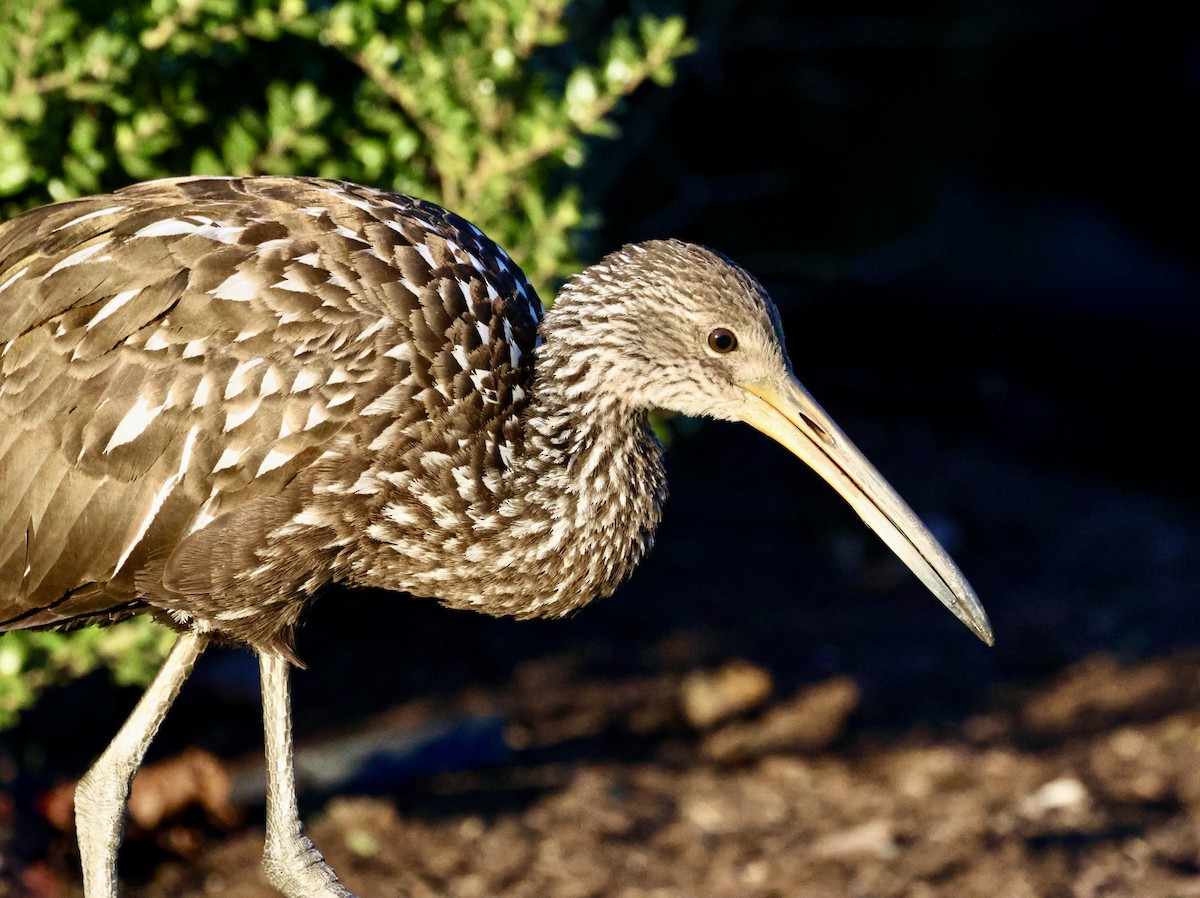 Carrao - ML646219414