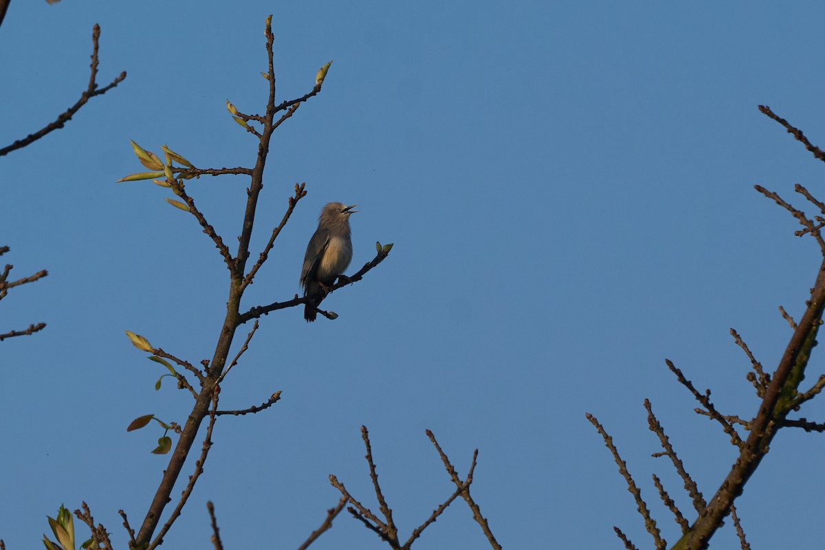 Estornino Cabecigrís (oriental) - ML646219416
