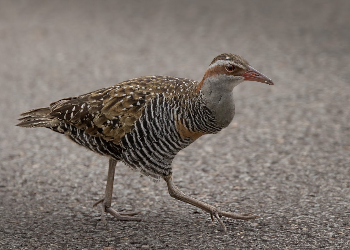 Rascón Filipino - ML646219417