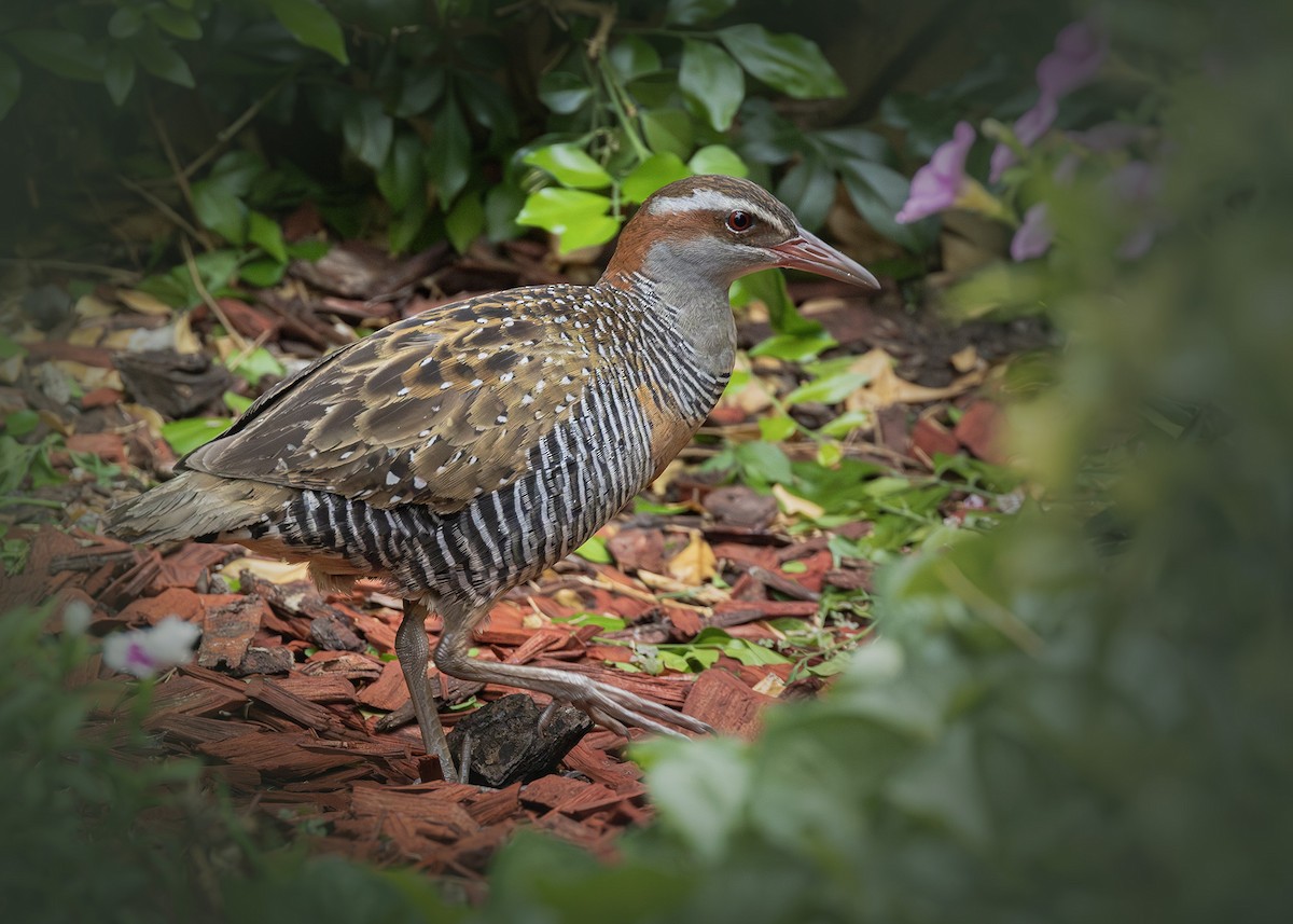 Rascón Filipino - ML646219418