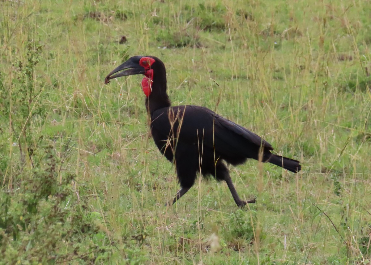 Cálao Terrestre Sureño - ML646219419