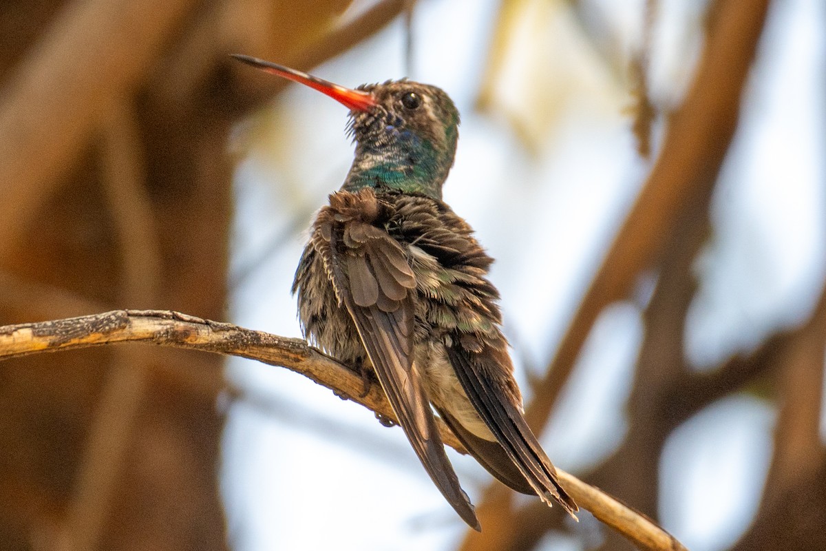 Colibrí Piquiancho Común - ML646219420