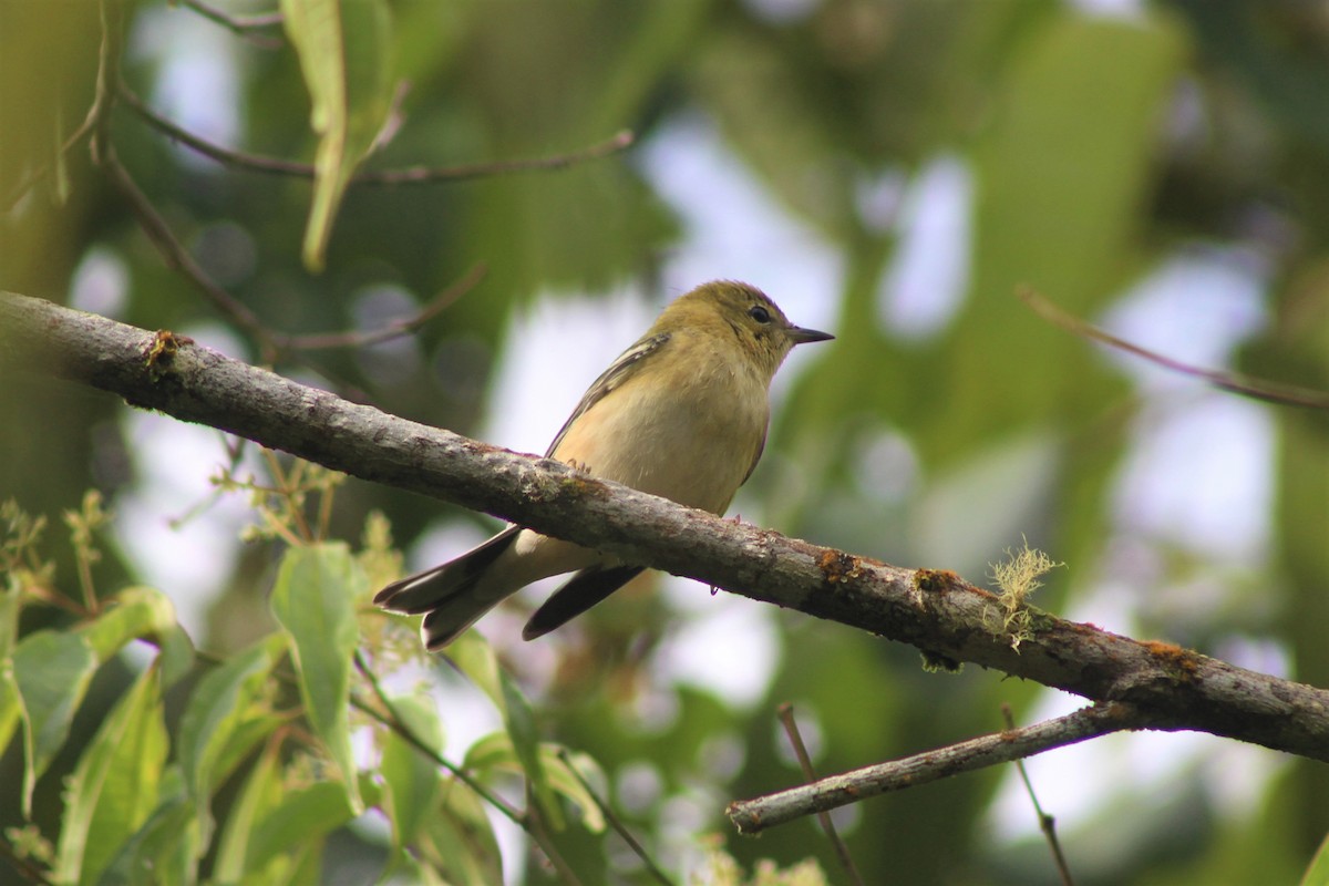 Bay-breasted Warbler - ML646219427