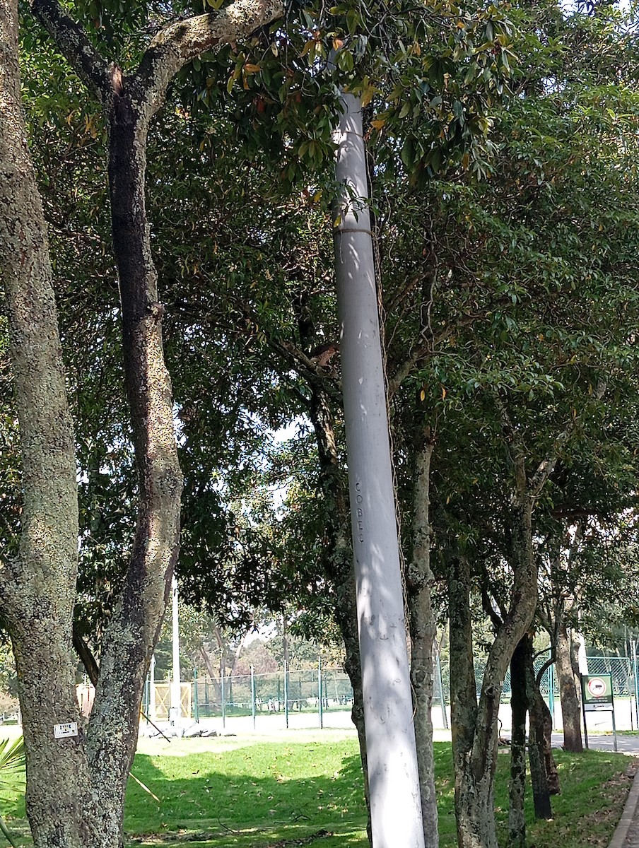 Busardo Aliancho - ML646219428