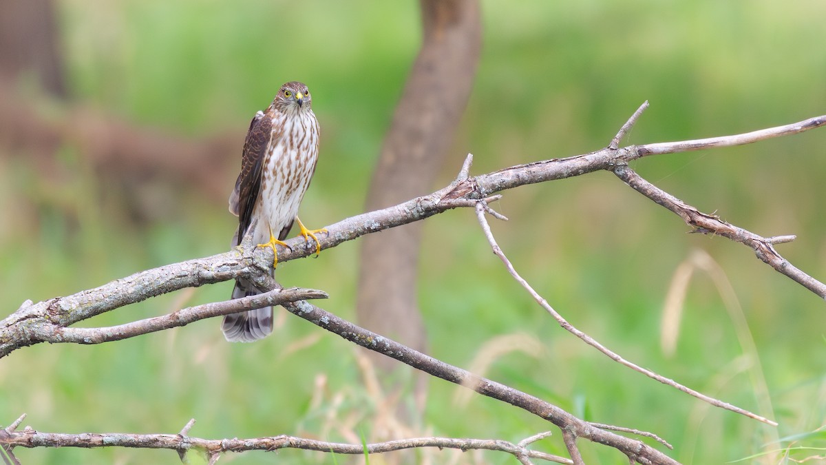 Sharp-shinned Hawk - ML646219434